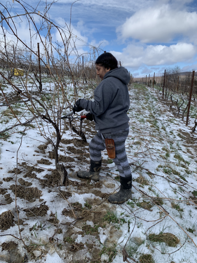 Working at a Winery During COVID-19